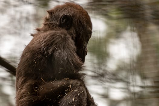 nice baby western lowland gorilla