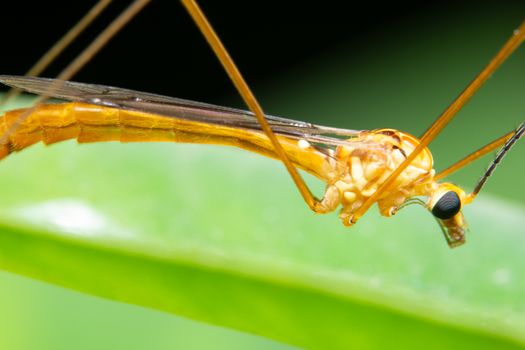 Macro insect legs