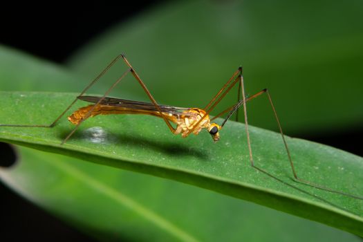 Macro insect legs
