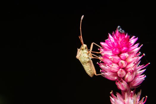 Closeup photo of brown assassin bugs on leaf