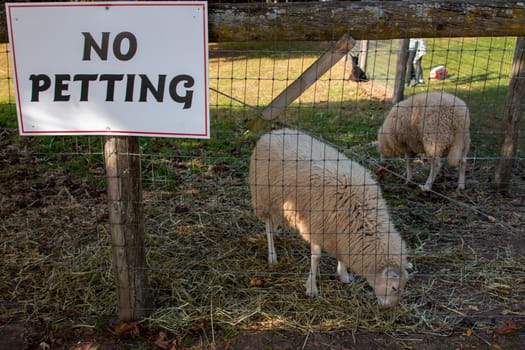 a no petting sign hung on the outside of a farm enclosure