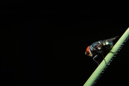 Macro flies on the plant