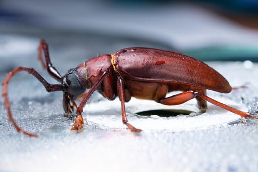 Macro Beetle on plant