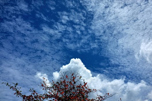 Single tree and sky, clouds , Natural background , Copy space. Place for text. 