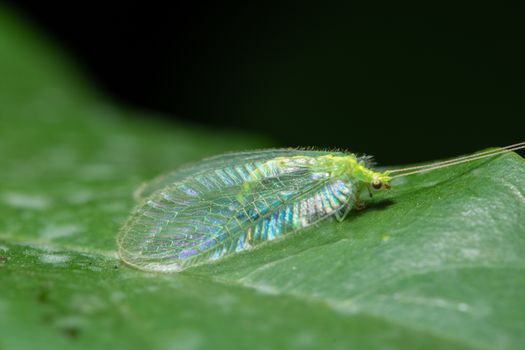 Macro insect wings