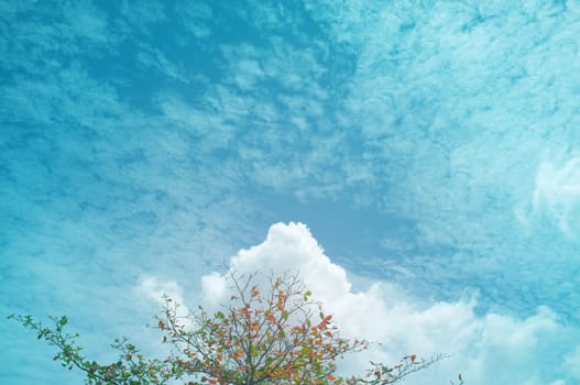 Single tree and sky, clouds , Natural background , Copy space. Place for text. 