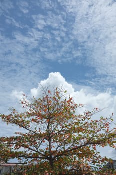 Single tree and sky, clouds , Natural background , Copy space. Place for text. 