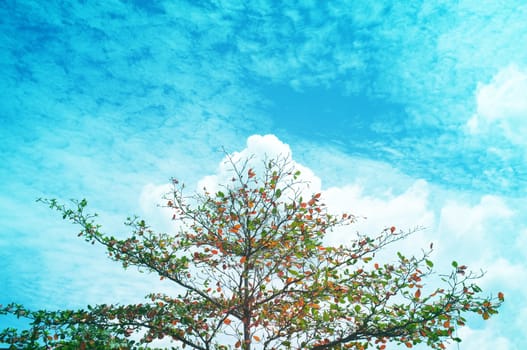 Single tree and sky, clouds , Natural background , Copy space. Place for text. 