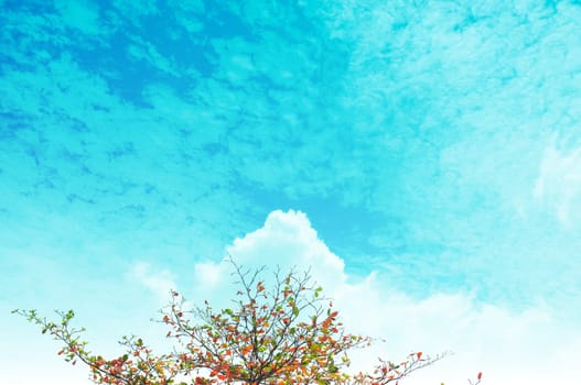Single tree and sky, clouds , Natural background , Copy space. Place for text. 