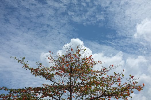 Single tree and sky, clouds , Natural background , Copy space. Place for text. 