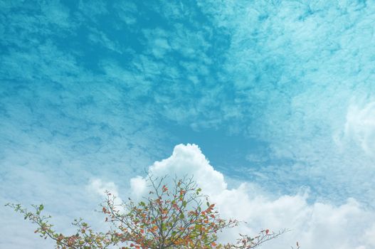 Single tree and sky, clouds , Natural background , Copy space. Place for text. 