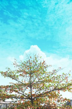 Single tree and sky, clouds , Natural background , Copy space. Place for text. 