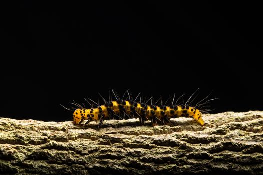 Macro worm on the plant.