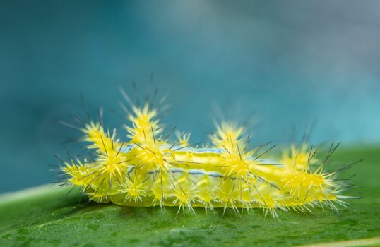 Macro worm on the plant.