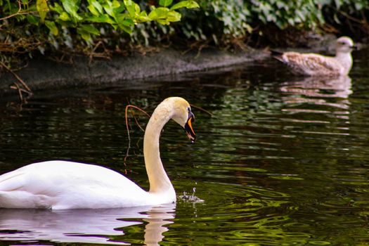 Mute swan cygnets, Cygnus olor, watched over by pen and cob, swimming in Grand Canal, Dublin, Ireland. Four young fluffy baby swans with soft down in water beside mother and father.