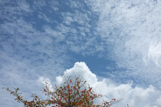 Single tree and sky, clouds , Natural background , Copy space. Place for text. 