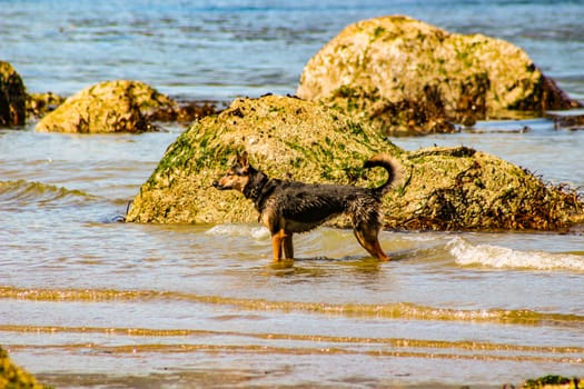 photograph of a dog in the water on a beach