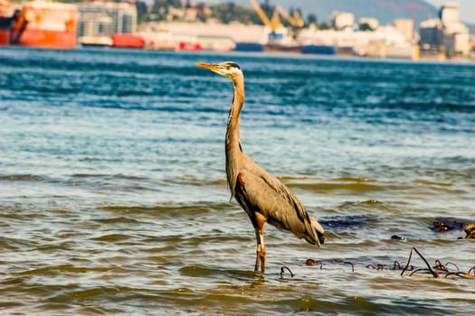 Great Blue Heron Ardea herodias - Fort Myers Beach, Florida.