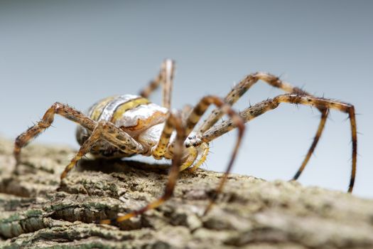 Macro spider on the plant