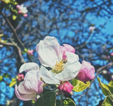 Blooming apple tree flowers in spring as floral background, nature and agriculture