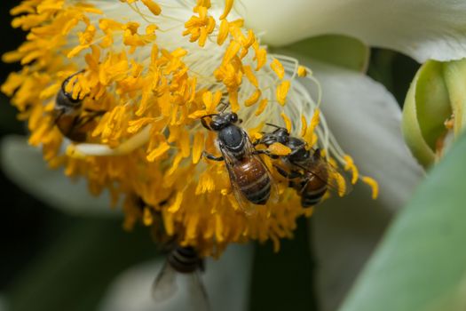 Bee macro scale with flowers