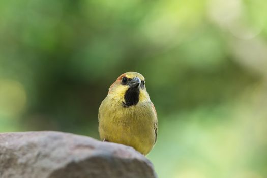 Birds are on rocks