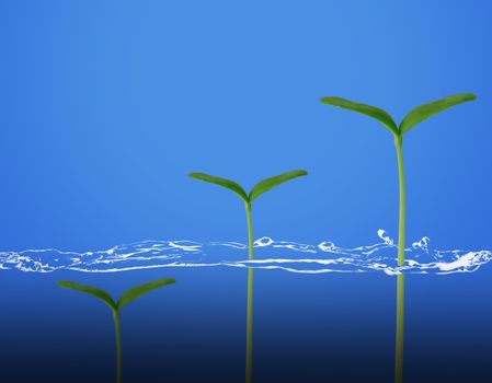 Business growth concept, young plant and water on blue background, financial increase market profit, nature and ecology
