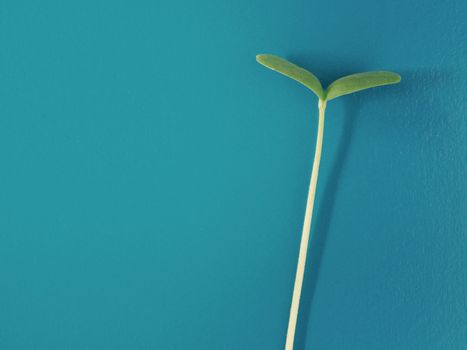 Business or idea growth concept, young plant on vintage background, financial increase market profit, nature and ecology
