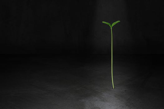 Business growth concept, young plant on concrete background, financial increase market profit, nature and ecology