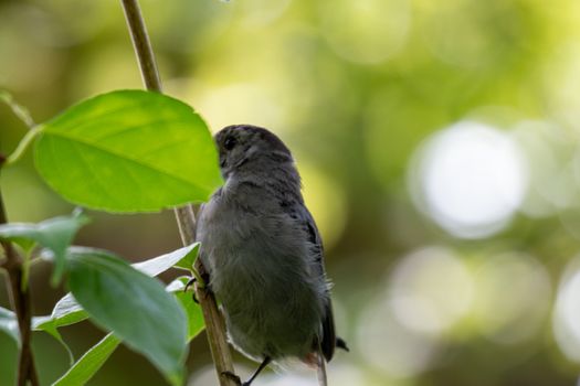 Gray Catbird (Dumetella carolinensis) Calling in Spring - Ontario, Canada