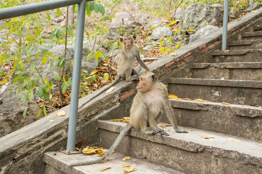 Monkey in the wild