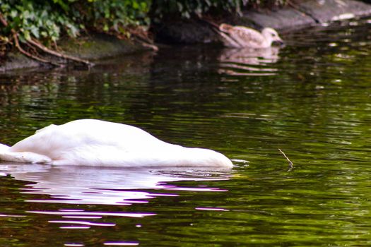 White swan in the foggy lake at the dawn. Morning lights. Romantic background. Beautiful swan. Cygnus. Romance of white swan with clear beautiful landscape..