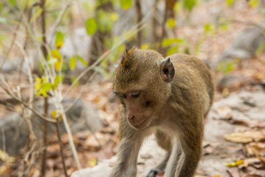 Monkey in the wild