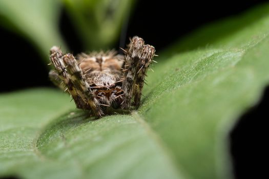 Macro spider on the leaf