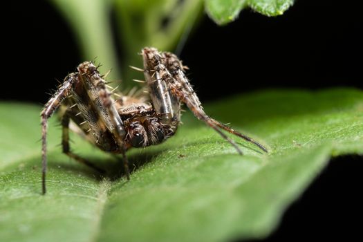 Macro spider on the leaf