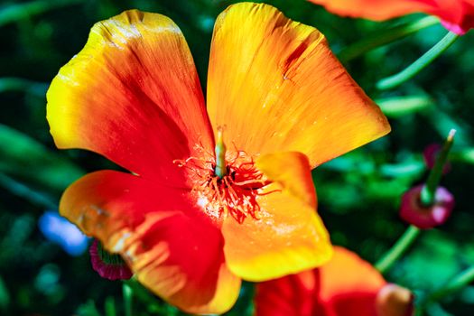 Close up of California Poppies (Eschscholzia californica) during peak blooming time, Antelope Valley California Poppy Reserve.
