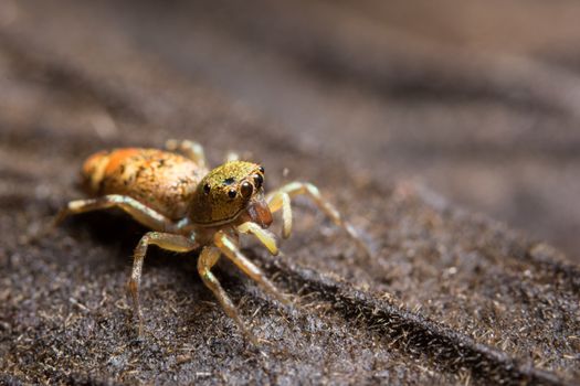Macro spider on the leaf