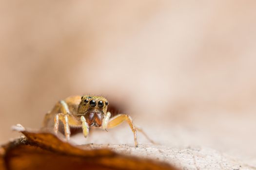 Macro spider on the leaf