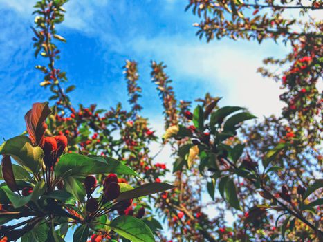 Red berries on tree at sunset in spring, nature and agriculture