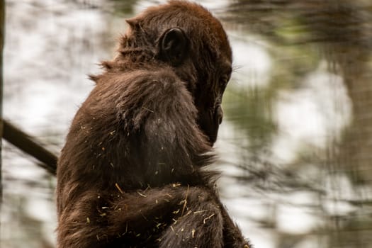 Western Lowland Gorilla Baby II. Baby Western Lowland Gorilla Practicing Chest Pound