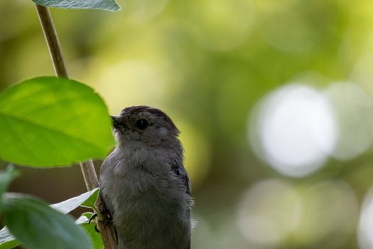 Gray Catbird (Dumetella carolinensis) Calling in Spring - Ontario, Canada