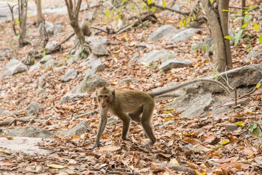 Monkey in the wild