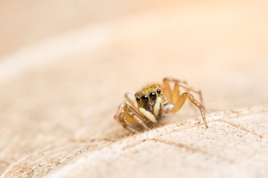 Macro spider on the leaf