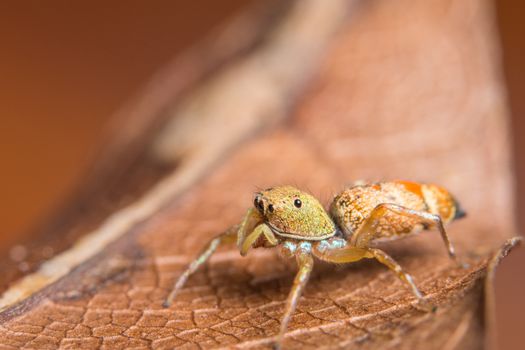 Macro spider on the leaf