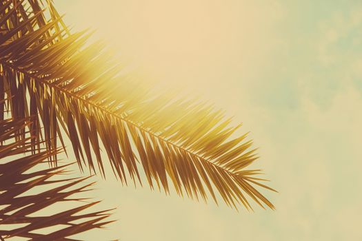 Tropical palm tree leaves in hot summer day as vintage background, nature and travel concept