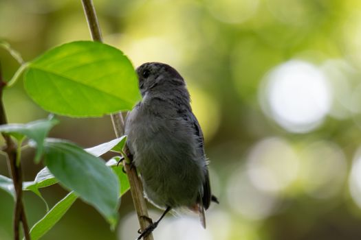 Gray Catbird (Dumetella carolinensis) Calling in Spring - Ontario, Canada