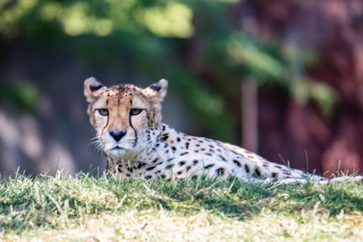 Lazy Cheetah laying down on the grass. A lazy Cheetah laying down on the grass