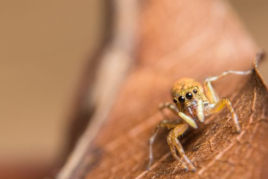 Macro spider on dry leaf