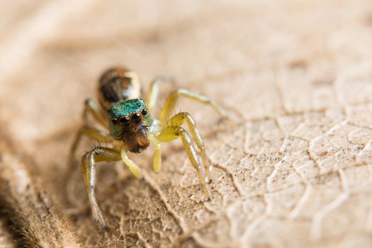 Macro spider on the leaf