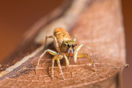 Macro spider on the leaf